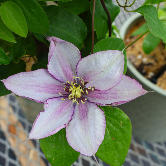 Clematis Combo 'Crystal Fountain & Samaritan Jo'