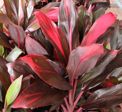 Cordyline 'Florica Red' 10"