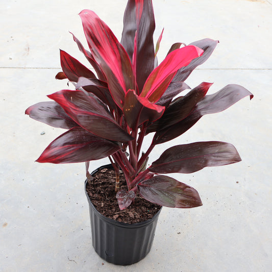Cordyline 'Florica Red' 10"