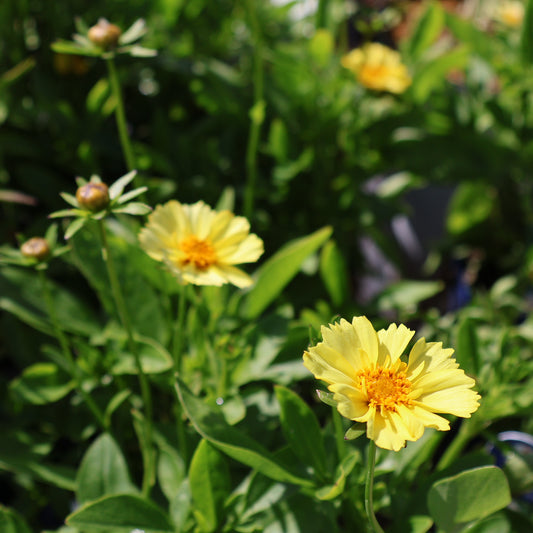 Coreopsis 'Solanna Glow'