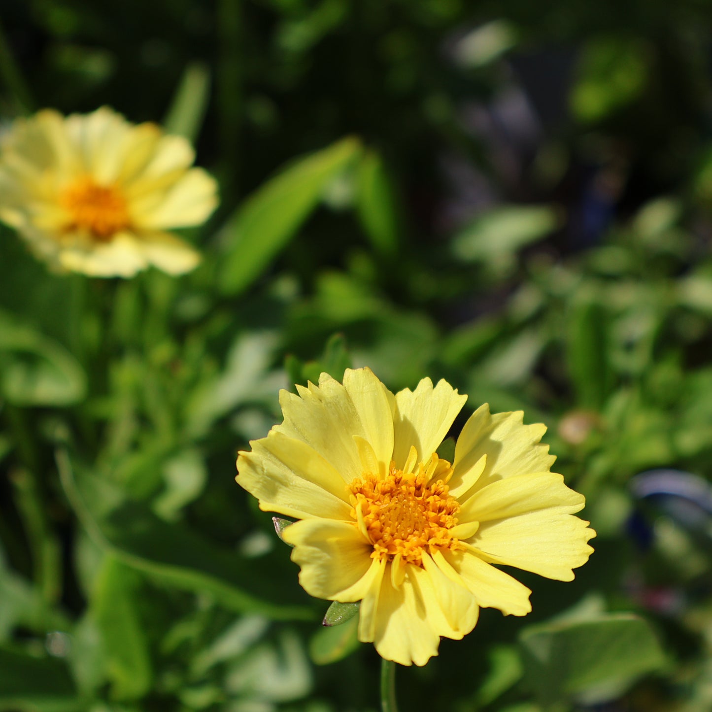 Coreopsis 'Solanna Glow'