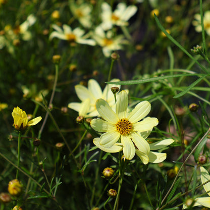 Coreopsis, Threadleaf 'Moonbeam'