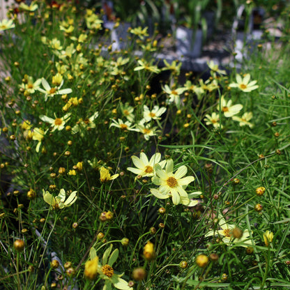 Coreopsis, Threadleaf 'Moonbeam'