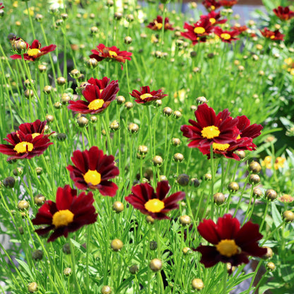 Coreopsis L'il Bang 'Red Elf'