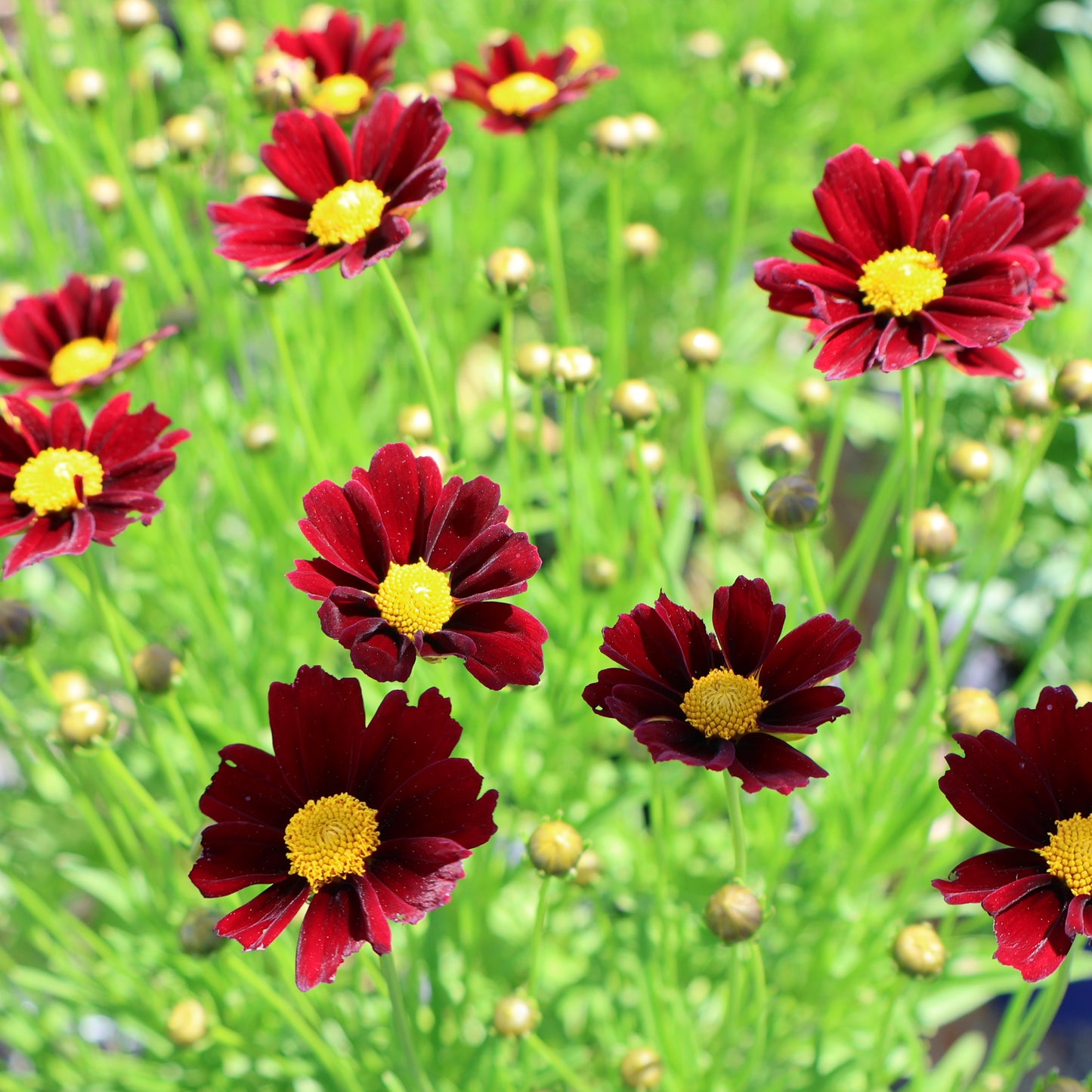 Coreopsis L'il Bang 'Red Elf'