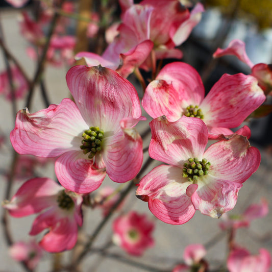 Dogwood, Red Flowering