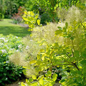 Smokebush 'Winecraft Gold' PW