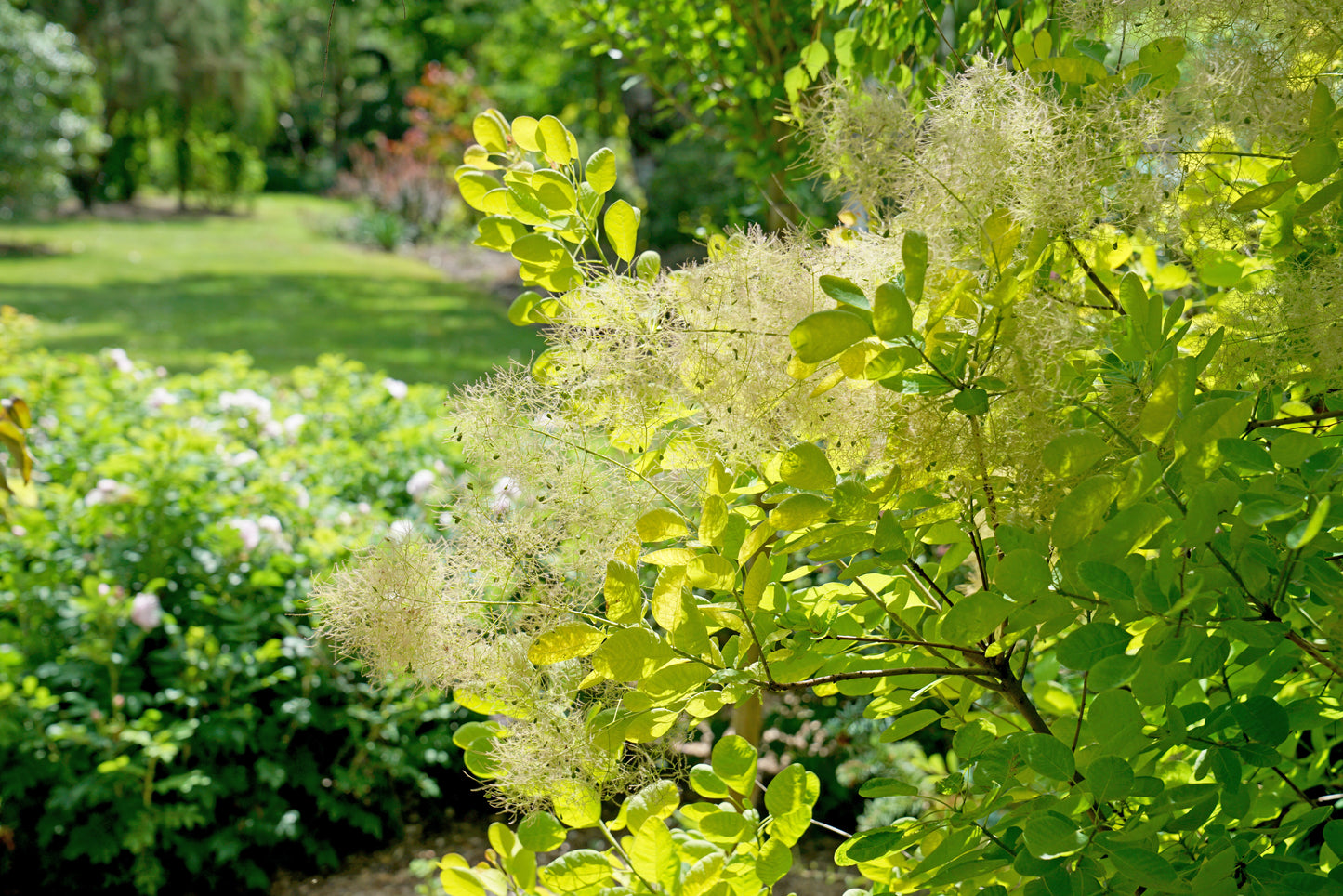 Smokebush 'Winecraft Gold' PW