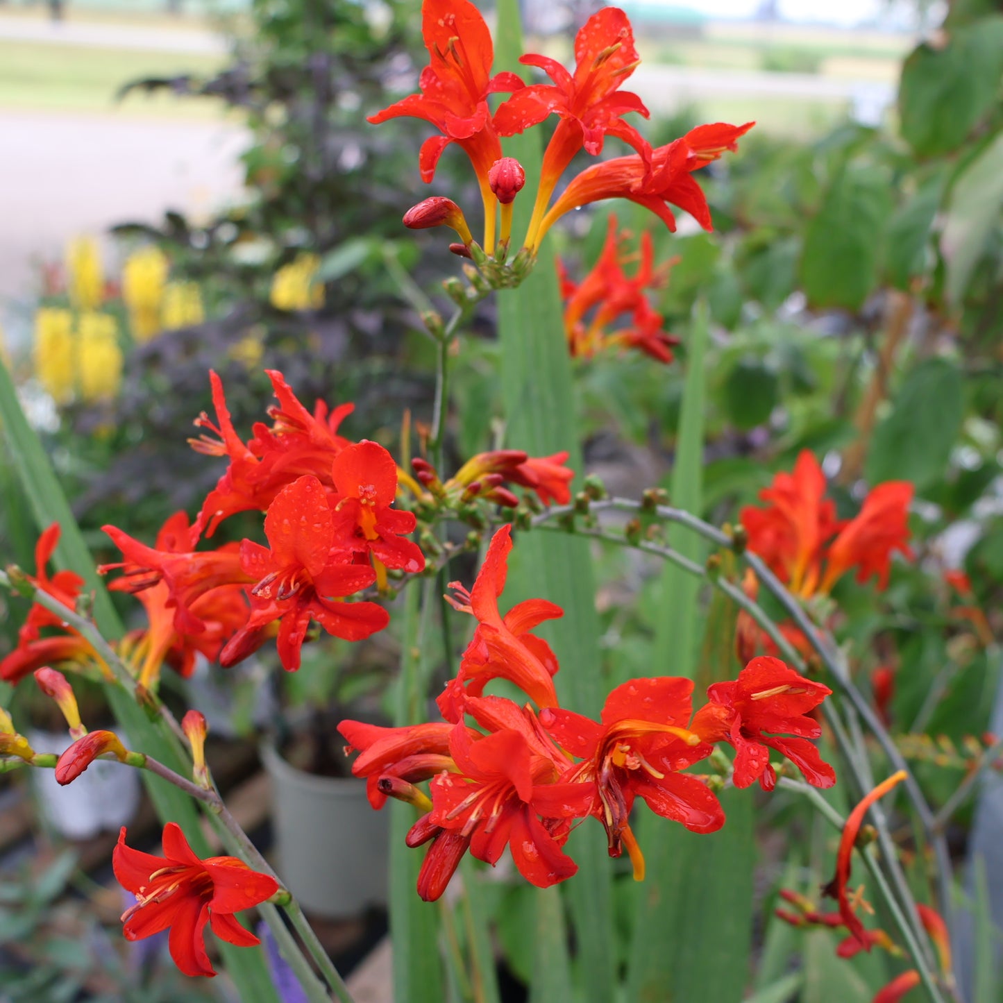 Crocosmia Lucifer Red at Lucan Country Gardens
