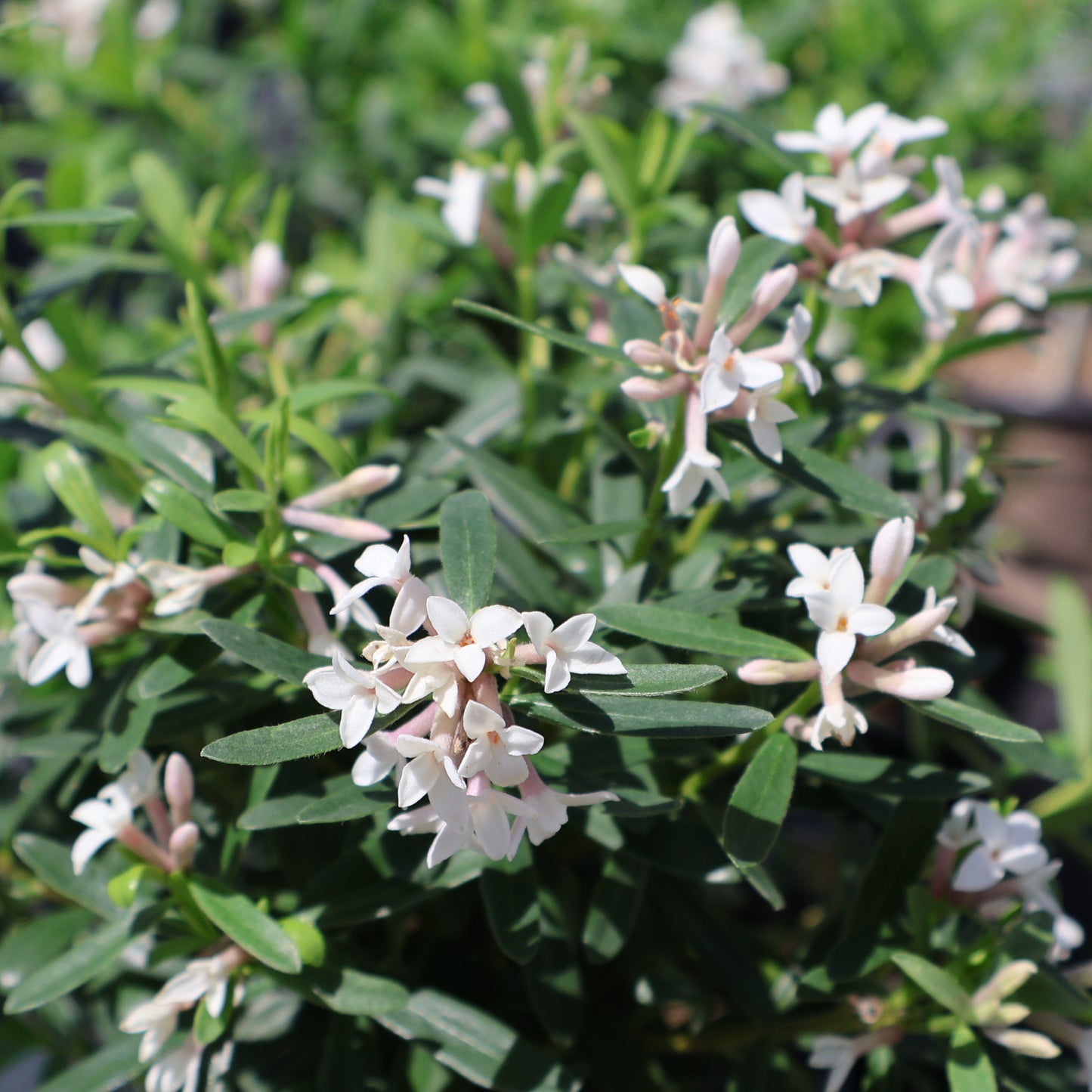 Daphne 'Eternal Fragrance'