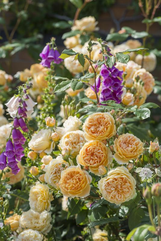 Rose, David Austin, Climbing 'Crown Princess Margareta'