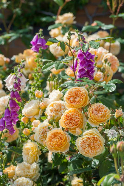 Rose, David Austin, Climbing 'Crown Princess Margareta'