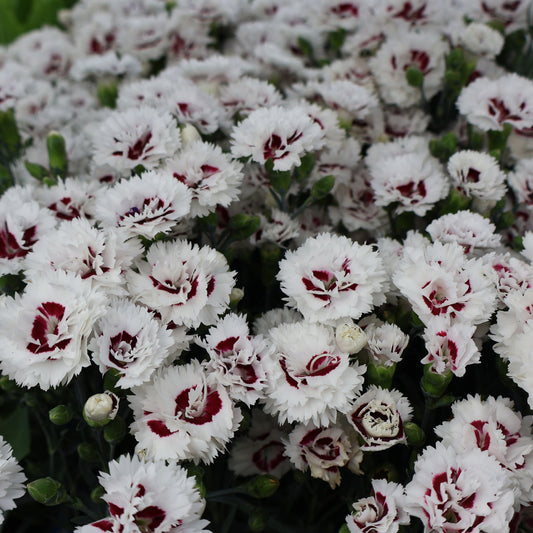 Dianthus 'Coconut Surprise'