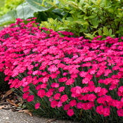 Dianthus 'Paint the Town Magenta' PW