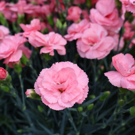 Dianthus 'Romance'
