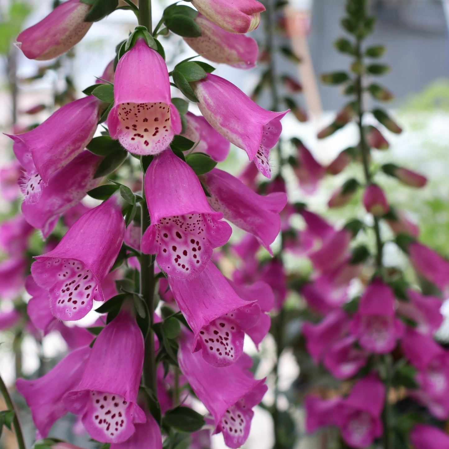 Foxglove 'Panther'