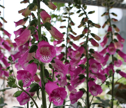 Foxglove 'Panther'