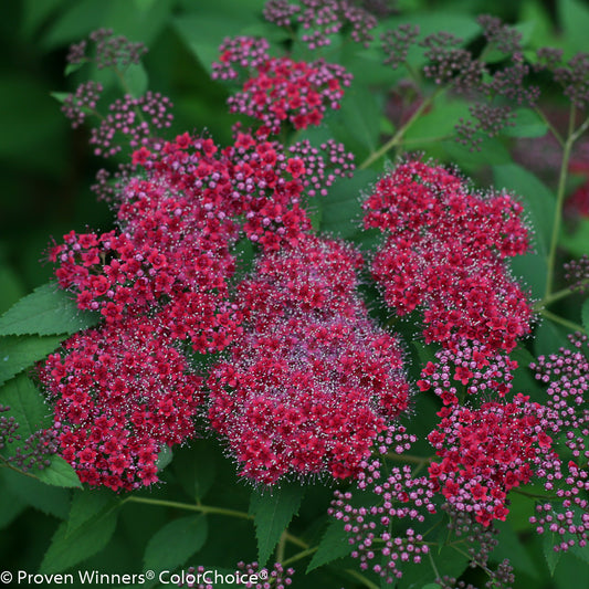 Spirea Double Play  'Red' PW