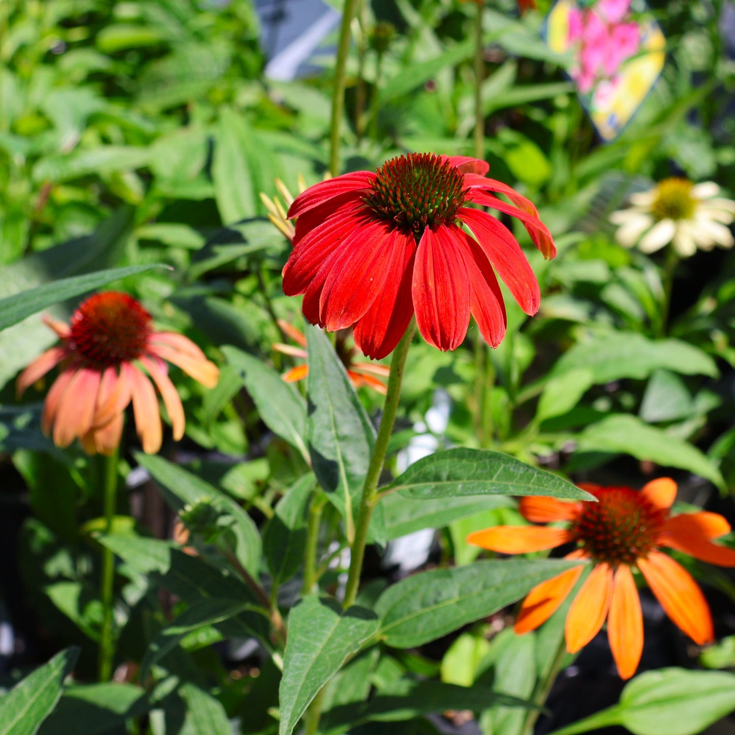Coneflower 'Cheyenne Spirit'