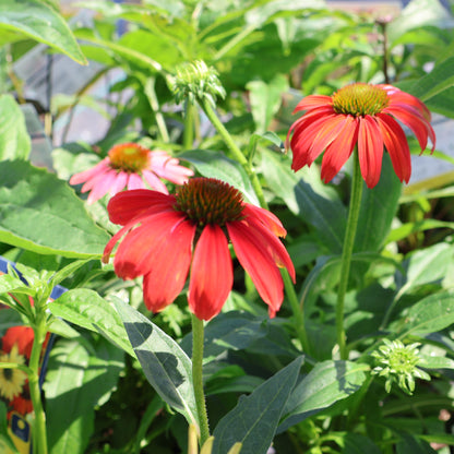 Coneflower 'Cheyenne Spirit'