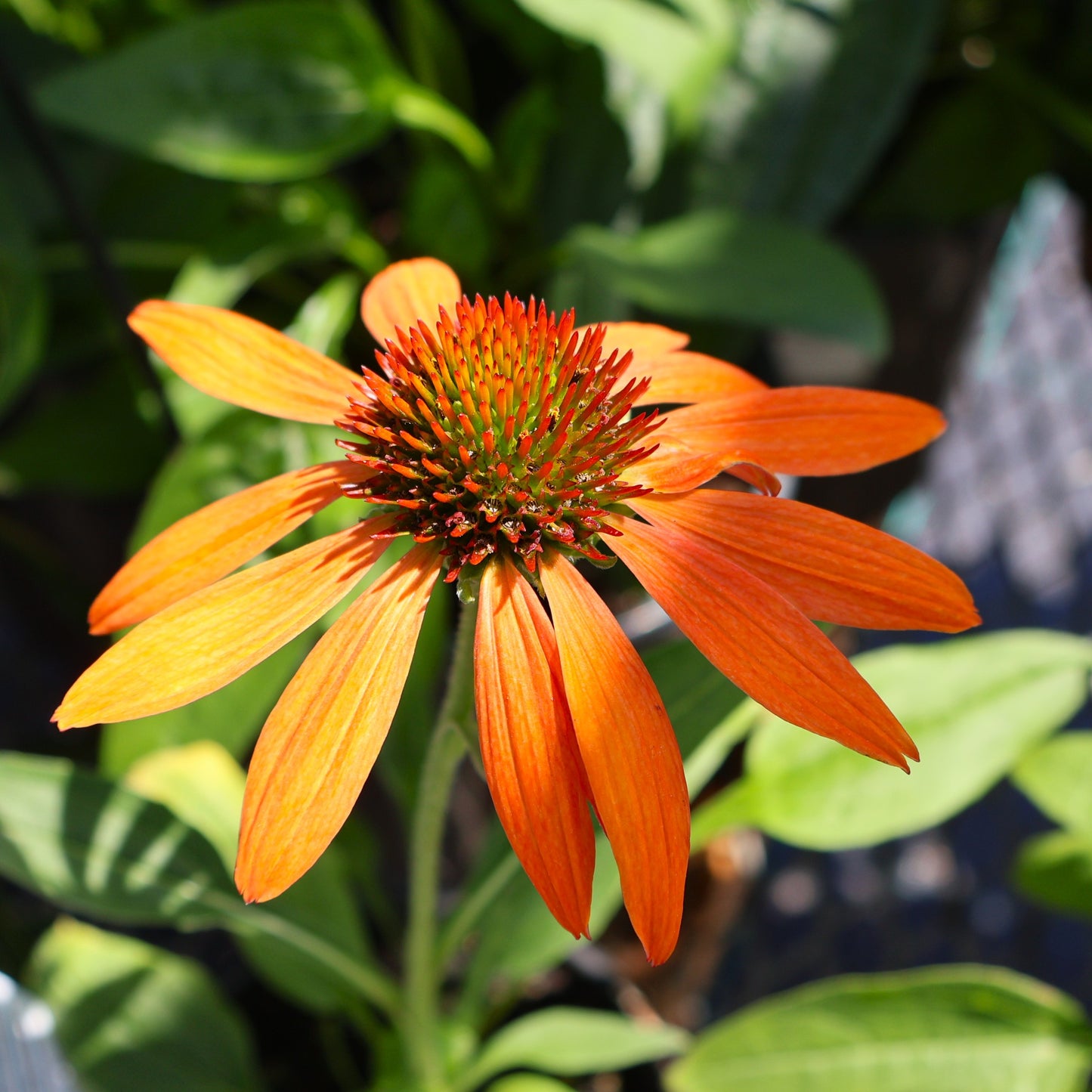 Coneflower 'Cheyenne Spirit'