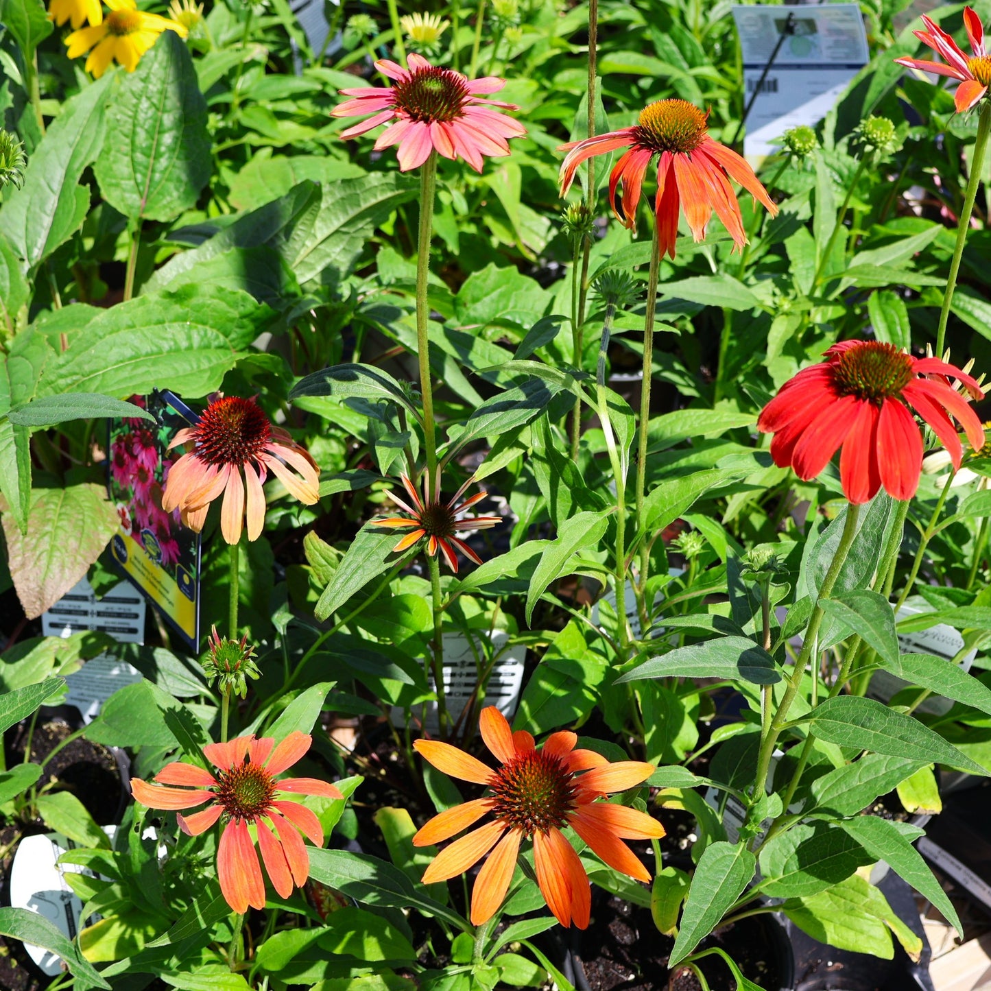Coneflower 'Cheyenne Spirit'