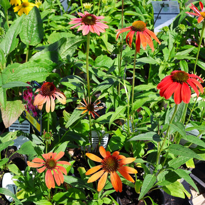 Coneflower 'Cheyenne Spirit'