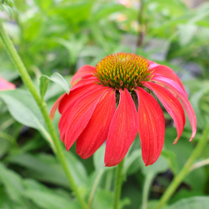 Coneflower 'Cheyenne Spirit'