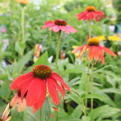 Coneflower 'Cheyenne Spirit'