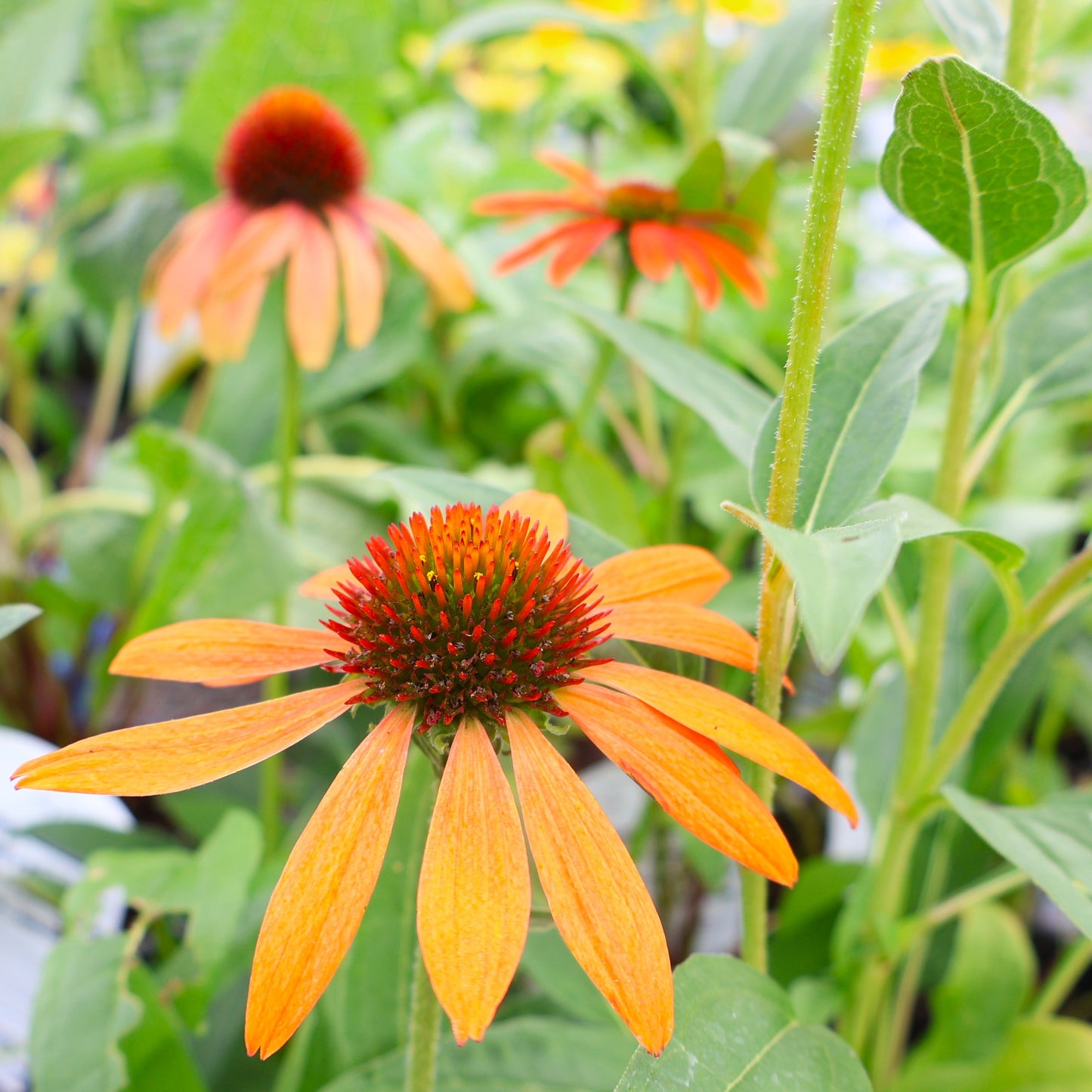Coneflower 'Cheyenne Spirit'