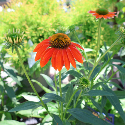 Coneflower 'Soft Orange'