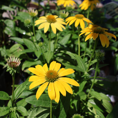 Coneflower 'Sombrero Lemon Yellow Improved'