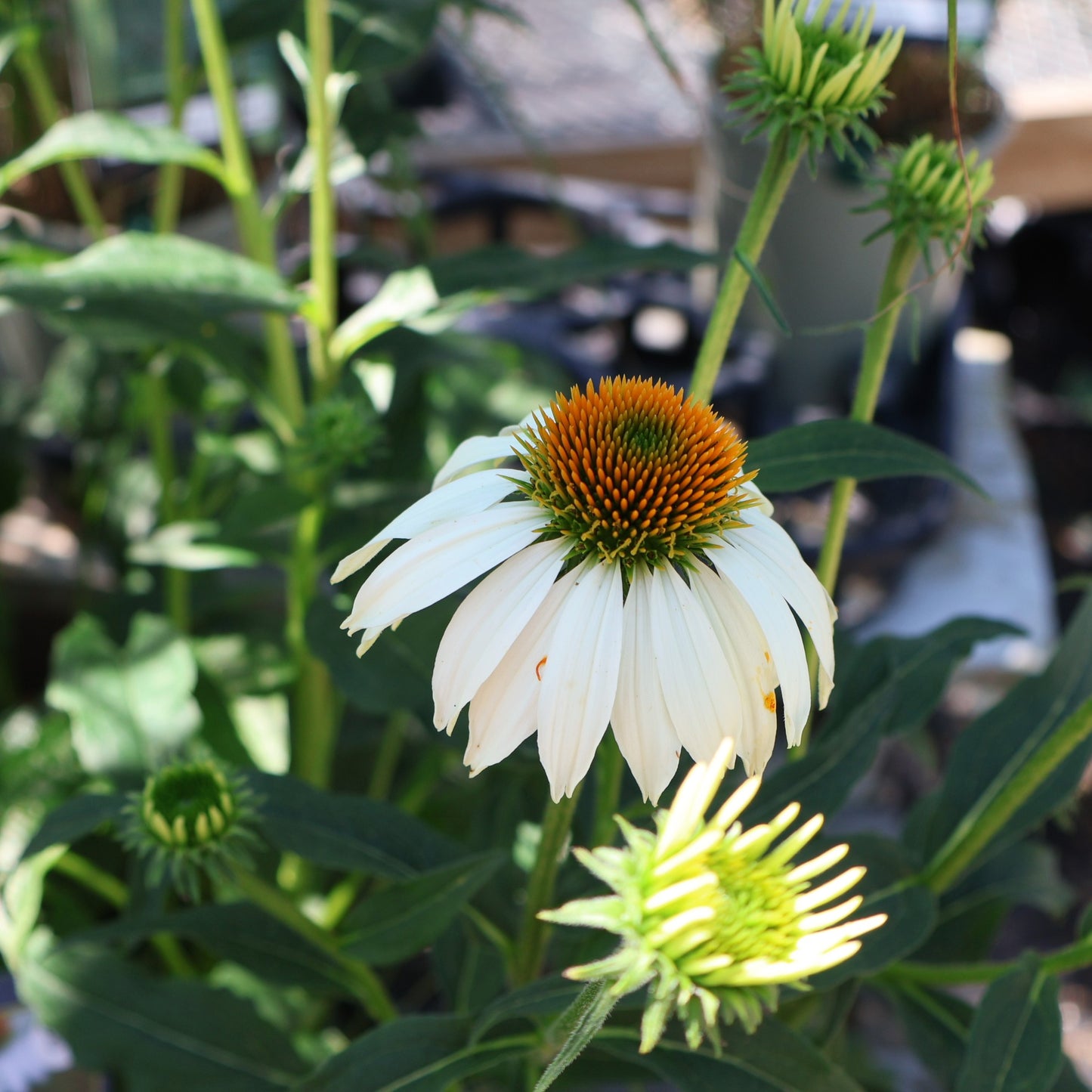 Coneflower 'White Swan'