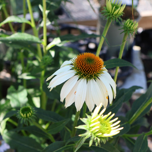 Coneflower 'White Swan'