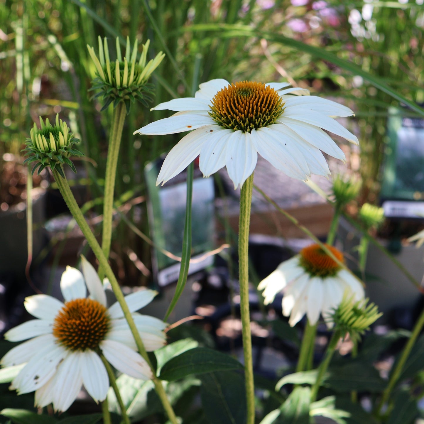 Coneflower 'White Swan'