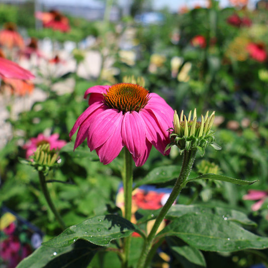 Coneflower 'PowWow Wild Berry'
