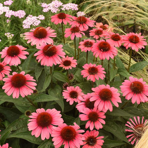 Coneflower 'Eye Catcher Coral Craze'