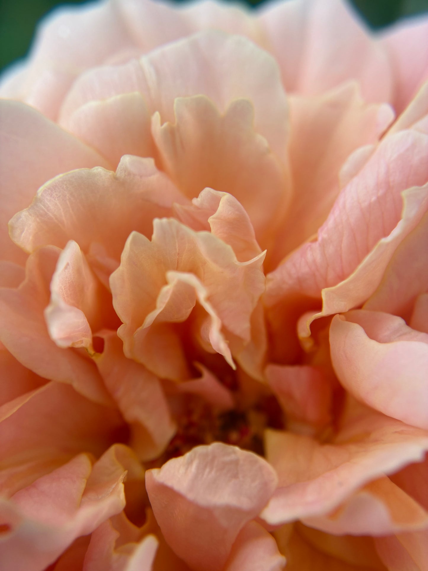 Close-up of Eustacia Vye English shrub rose bloom with ruffled apricot-pink petals