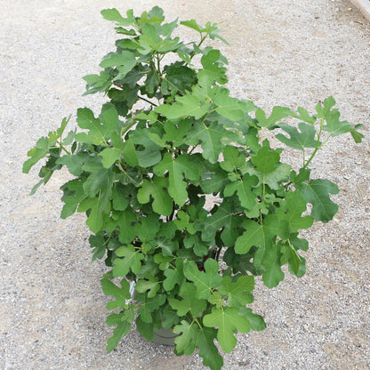Fig 'Chicago Hardy'