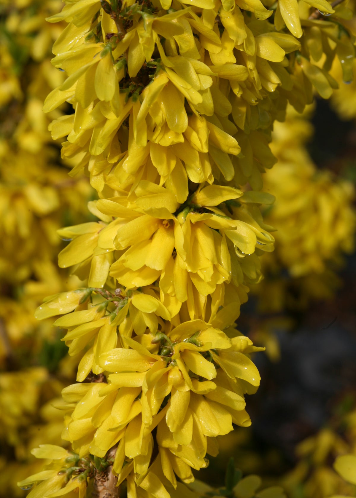 Forsythia 'Show Off Starlet' PW