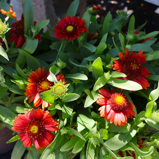 Blanket Flower 'Mesa Red'