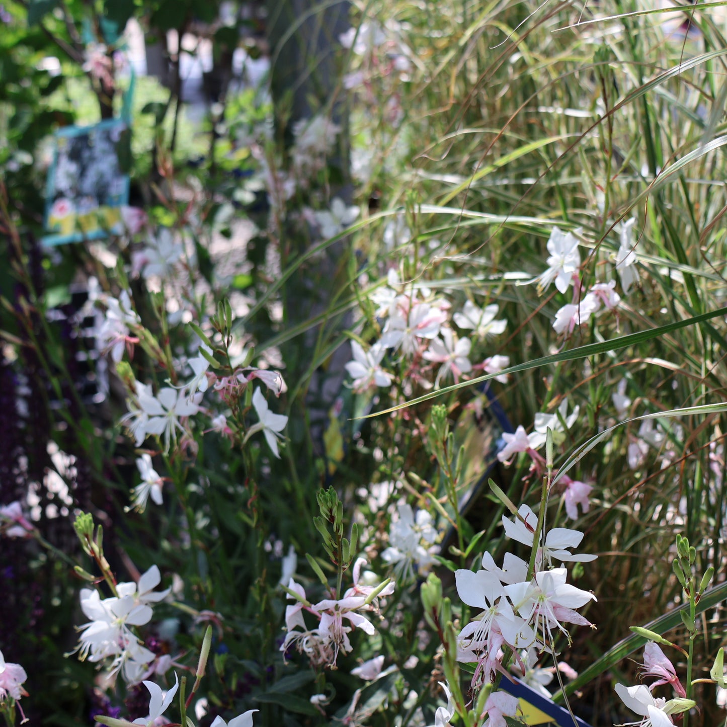 Gaura 'Whirling Butterflies'