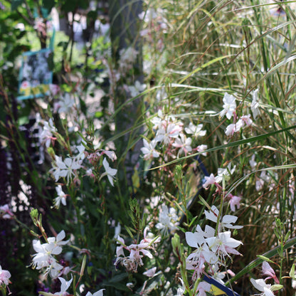 Gaura 'Whirling Butterflies'