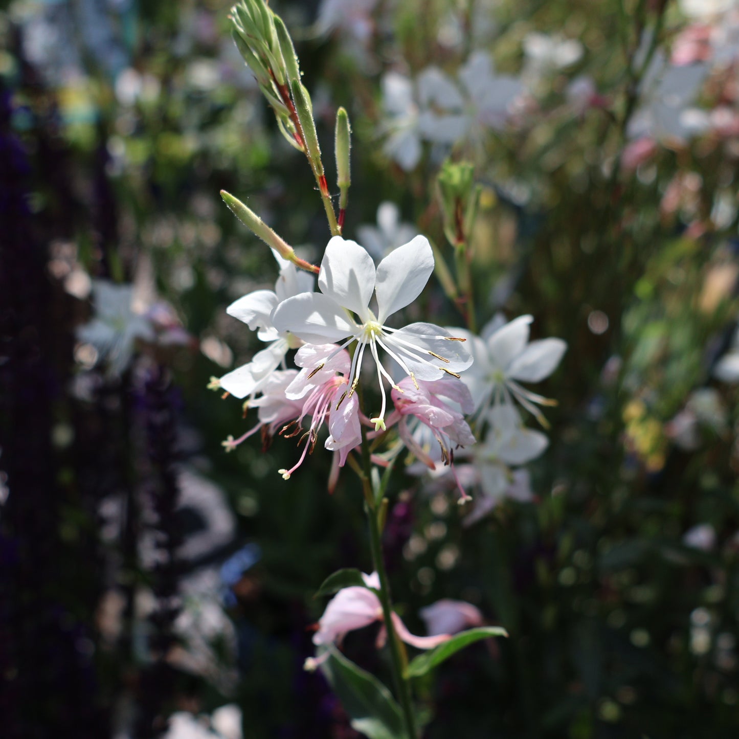 Gaura 'Whirling Butterflies'