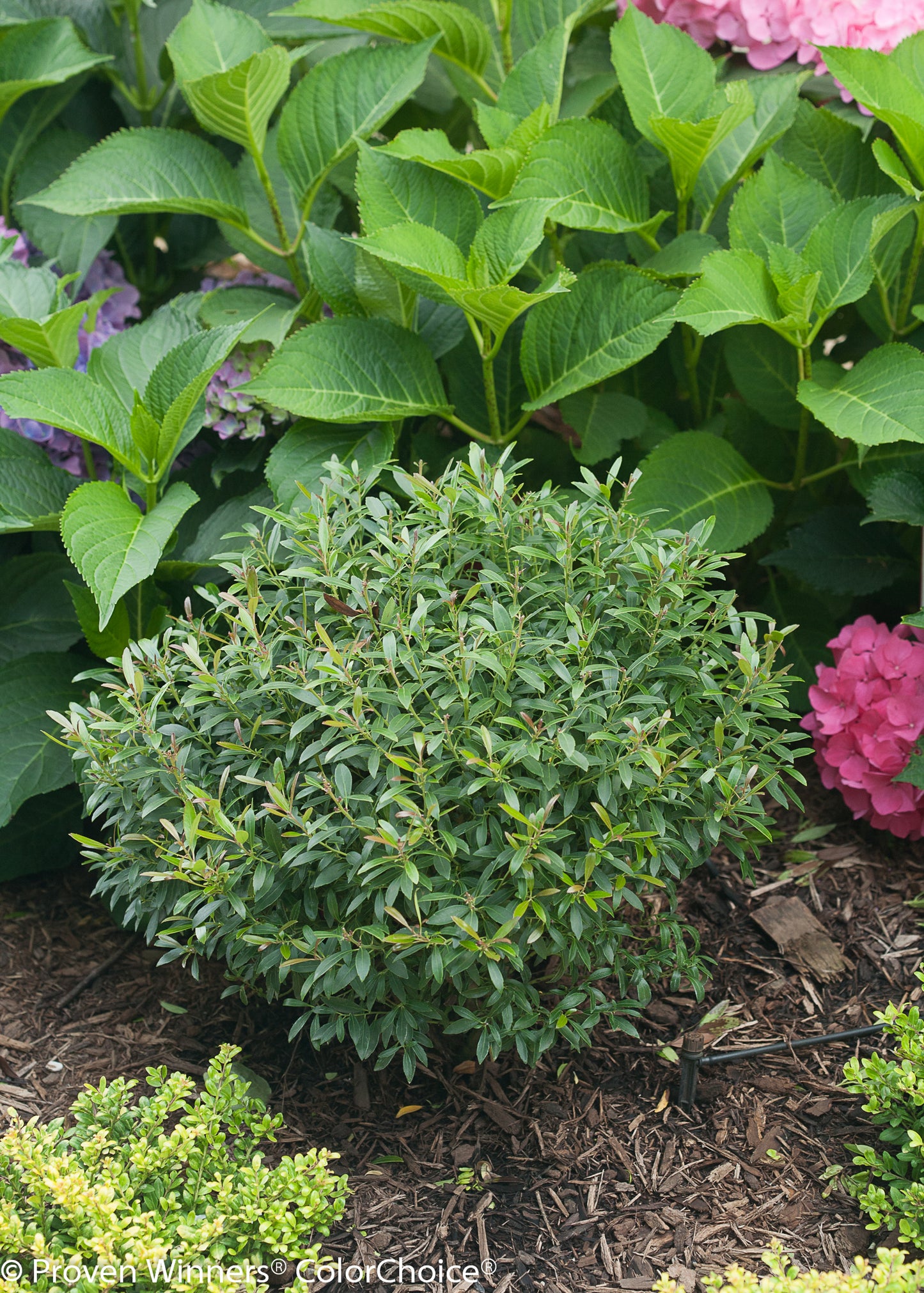 Inkberry Holly 'Gem Box' PW