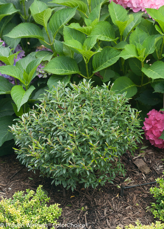 Inkberry Holly 'Gem Box' PW