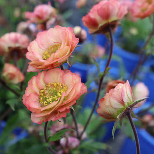 Geum 'Tempo Rose'