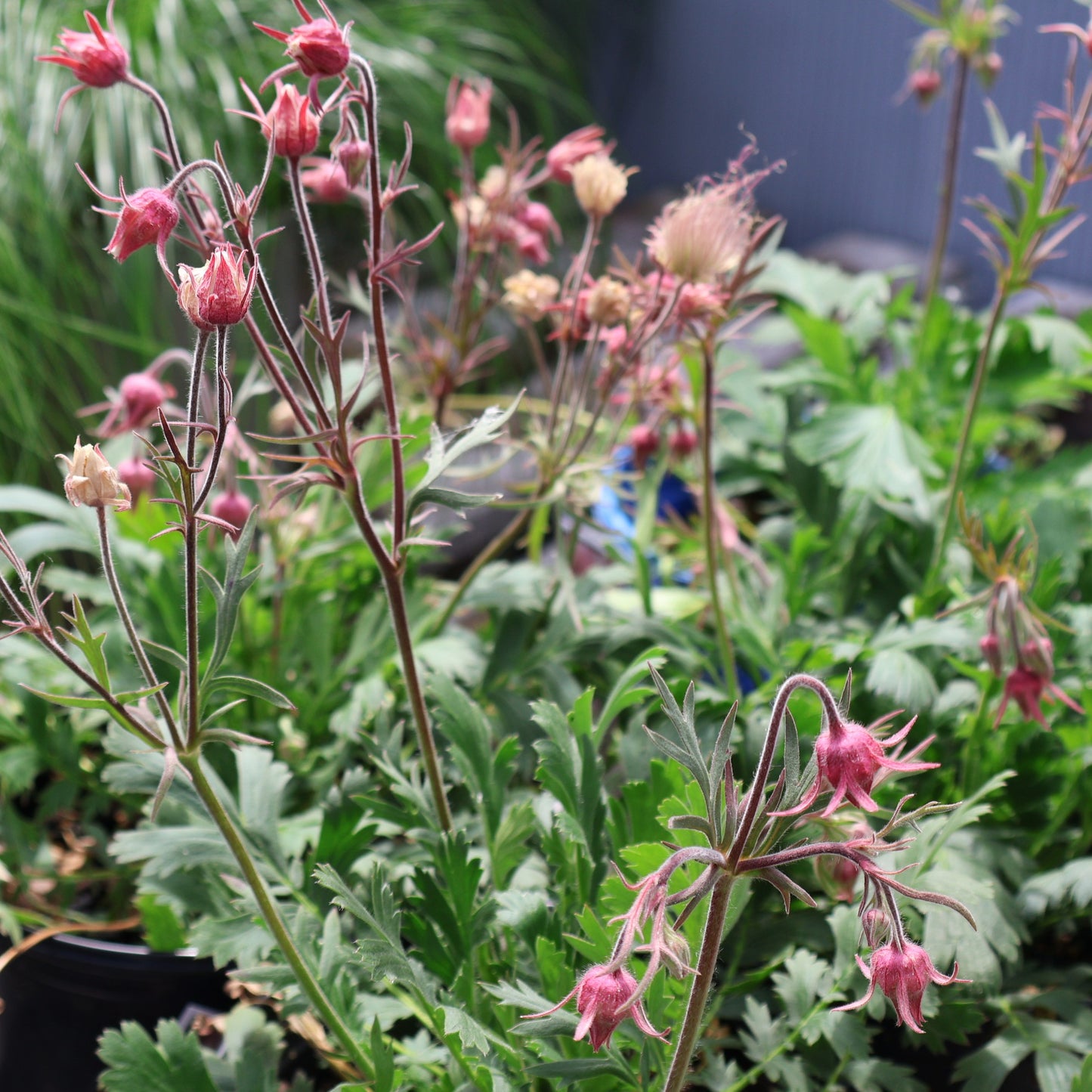 Geum 'Prairie Smoke'