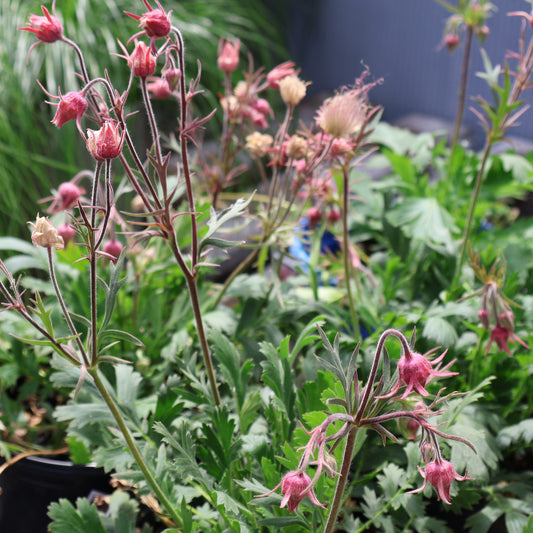 Geum 'Prairie Smoke'