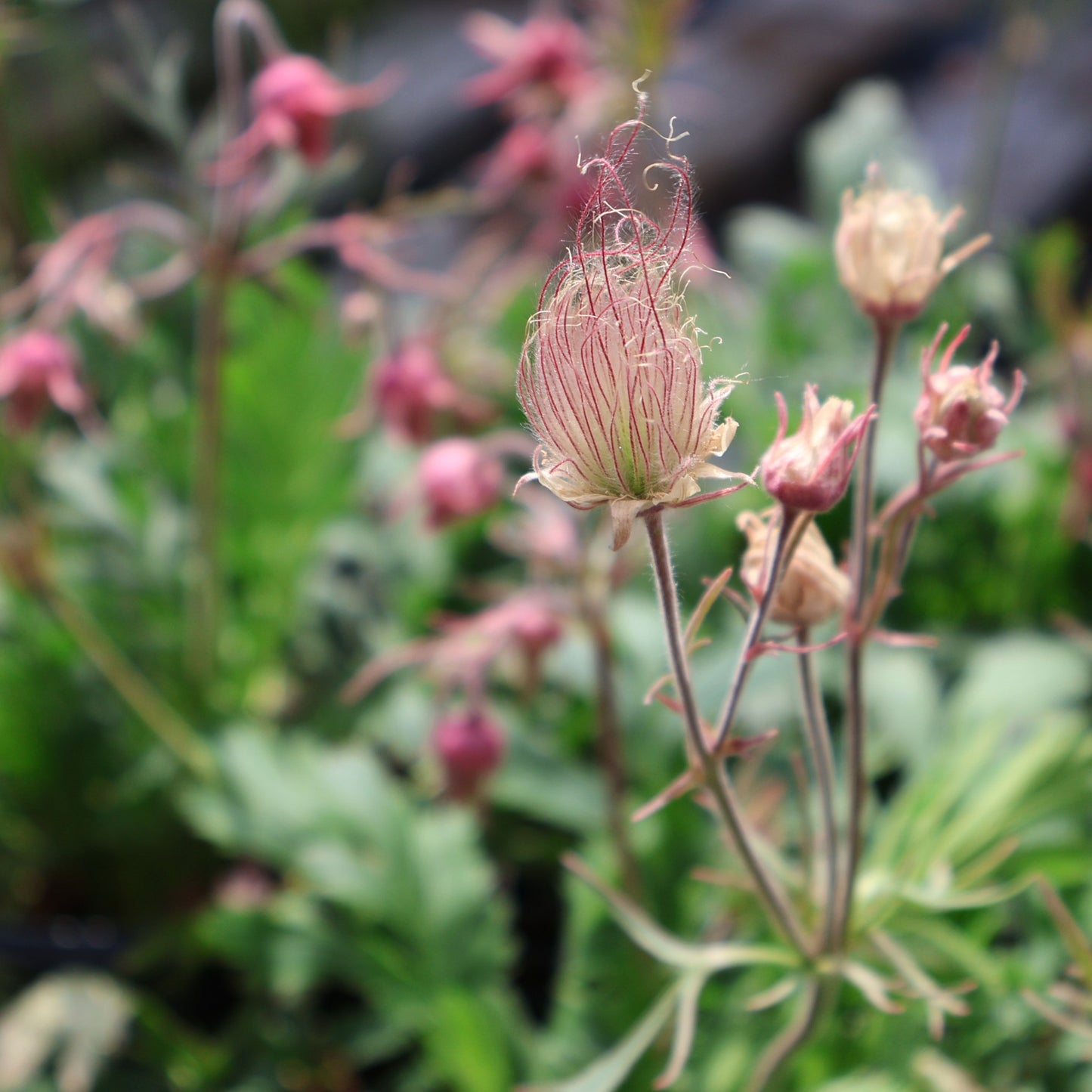 Geum 'Prairie Smoke'